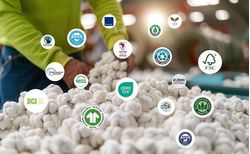 Global Textile Standards & Certifications: Guiding Industry Evolution 